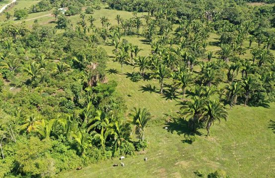 PF0013 &#8211; 50 Acres With Great Road Access| Real Estate In Belize