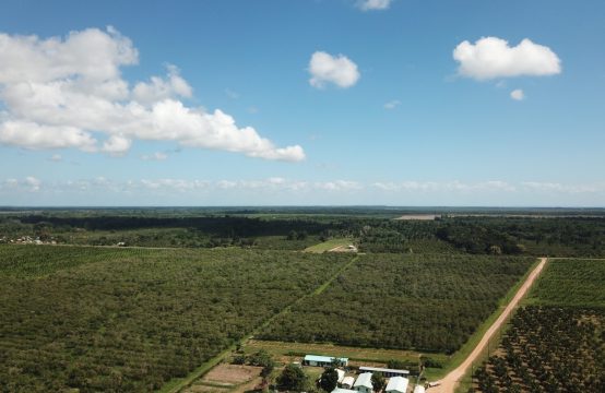 PF0042 &#8211; 1,700+ ACRES COCONUTS AND OTHER PRODUCING CROP &#8211;  STANN CREEK BELIZE