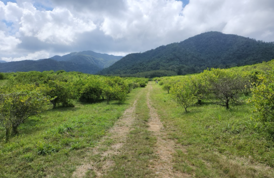 PF0040 &#8211; High yield, producing Lime farm – Hummingbird Highway &#8211; Cayo