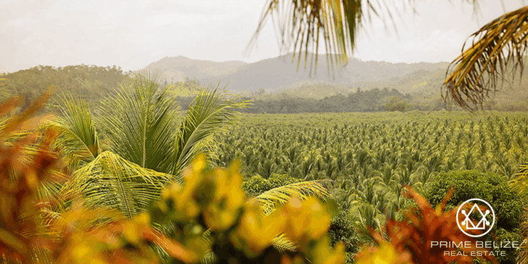Agricultural Opportunities in Belize - Prime Belize