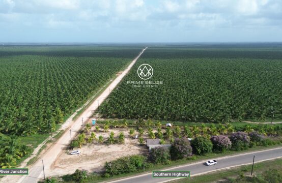 PF0049- For Sale: Obregon Coconut Company – Premier Turnkey Coconut Plantation &#038; Agribusiness in Belize